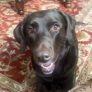 Meet your Posher, Reagan